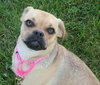 Penny-ADOPTED 07.13.13