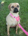 Penny-ADOPTED 07.13.13