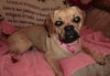 Penny-ADOPTED 07.13.13