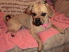 Penny-ADOPTED 07.13.13