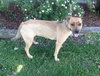Molly Moo-ADOPTED 07.09.13