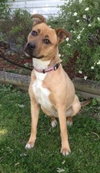 Molly Moo-ADOPTED 07.09.13