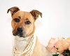 Molly Moo-ADOPTED 07.09.13