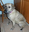 Annie-ADOPTED 06.29.13