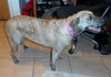 Annie-ADOPTED 06.29.13