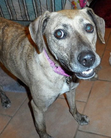 Annie-ADOPTED 06.29.13