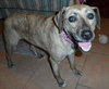Annie-ADOPTED 06.29.13