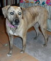 Annie-ADOPTED 06.29.13