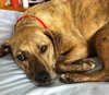 Annie-ADOPTED 06.29.13