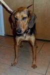 Shakira-ADOPTED 09.07.13