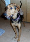 Shakira-ADOPTED 09.07.13