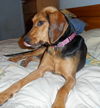 Shakira-ADOPTED 09.07.13