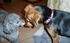 Shakira-ADOPTED 09.07.13