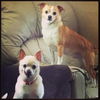 Ik-Trixie (bonded pair)-ADOPTED-3.17.15