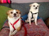 Ik-Trixie (bonded pair)-ADOPTED-3.17.15