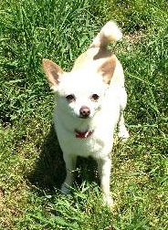 Ik-Trixie (bonded pair)-ADOPTED-3.17.15
