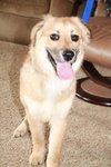 Sully - ADOPTED 07.14.13