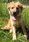 Sully - ADOPTED 07.14.13