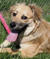 Sully - ADOPTED 07.14.13