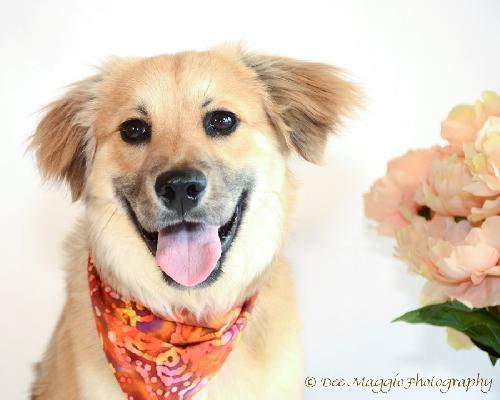 Sully - ADOPTED 07.14.13