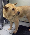 Puddin-ADOPTED 07.22.13