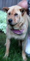 Puddin-ADOPTED 07.22.13