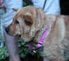 Puddin-ADOPTED 07.22.13