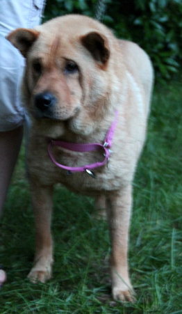 Puddin-ADOPTED 07.22.13