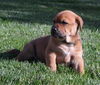 Fi Litter Coral - ADOPTED 07.13.13