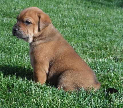 Fi Litter Coral - ADOPTED 07.13.13