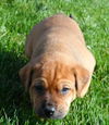 Fi Litter Coral - ADOPTED 07.13.13