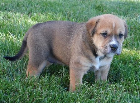 Fi Litter Shandy - ADOPTED 07.12.13
