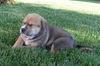 Fi Litter Shandy - ADOPTED 07.12.13
