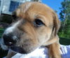 Fi Litter Shandy - ADOPTED 07.12.13