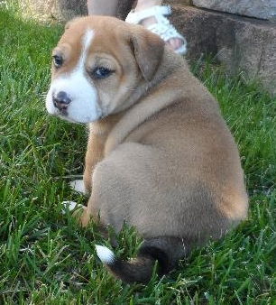 Fi Litter Coco-nut - ADOPTED 07.12.13