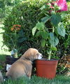Fi Litter Coco-nut - ADOPTED 07.12.13