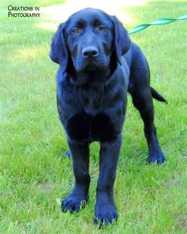 Ei Litter Bentley - ADOPTED 07.06.13