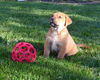Fi Litter Buoy - ADOPTED 07.13.13