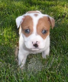 Fi Litter Coppertone - ADOPTED 07.12.13