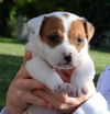 Fi Litter Coppertone - ADOPTED 07.12.13