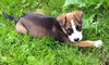 Spud - ADOPTED 03.29.14