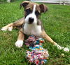 Spud - ADOPTED 03.29.14