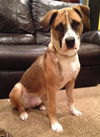 Spud - ADOPTED 03.29.14