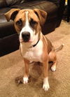 Spud - ADOPTED 03.29.14