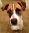Spud - ADOPTED 03.29.14