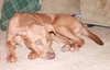 Aries - ADOPTED 07.12.13