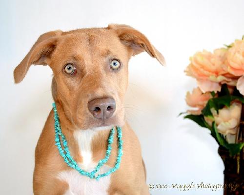 Aries - ADOPTED 07.12.13