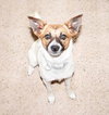 Shy-ADOPTED 08.04.13