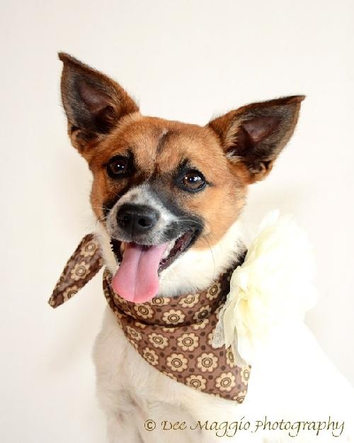 Shy-ADOPTED 08.04.13