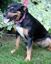 Trixie-ADOPTED 07.26.13